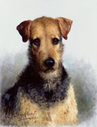 Wire Fox terrieri, 1933